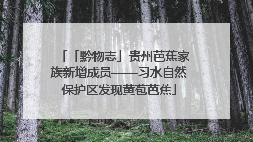 「黔物志」贵州芭蕉家族新增成员——习水自然保护区发现黄苞芭蕉