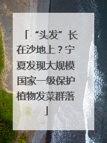 “头发”长在沙地上？宁夏发现大规模国家一级保护植物发菜群落