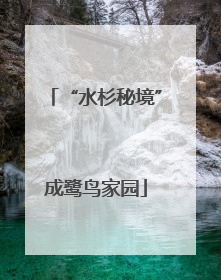 “水杉秘境”成鹭鸟家园