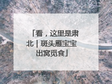 看，这里是肃北｜斑头雁宝宝出窝觅食