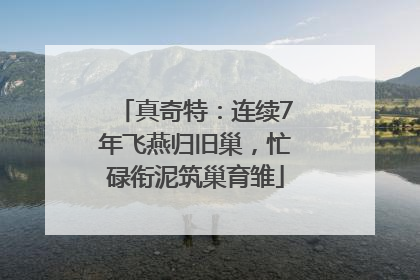 真奇特：连续7年飞燕归旧巢，忙碌衔泥筑巢育雏