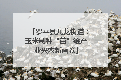 罗平县九龙街道：玉米制种“苗”绘产业兴农新画卷