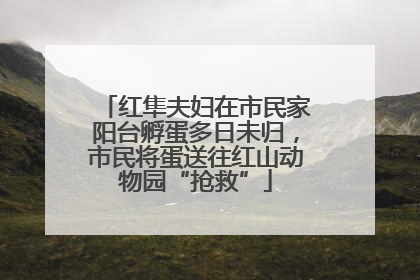 红隼夫妇在市民家阳台孵蛋多日未归，市民将蛋送往红山动物园“抢救”