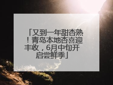 又到一年甜杏熟！青岛本地杏喜迎丰收，6月中旬开启尝鲜季