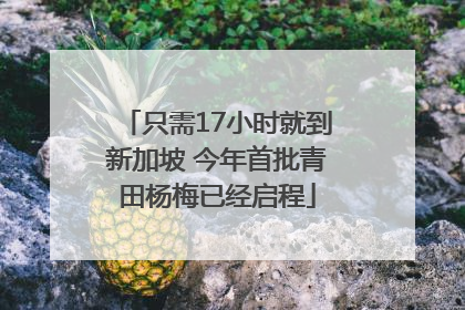 只需17小时就到新加坡 今年首批青田杨梅已经启程