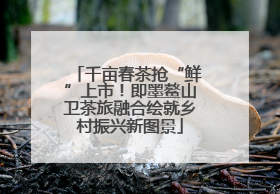 千亩春茶抢“鲜”上市！即墨鳌山卫茶旅融合绘就乡村振兴新图景