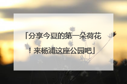 分享今夏的第一朵荷花！来杨浦这座公园吧