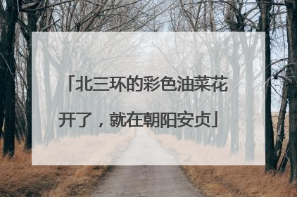 北三环的彩色油菜花开了，就在朝阳安贞