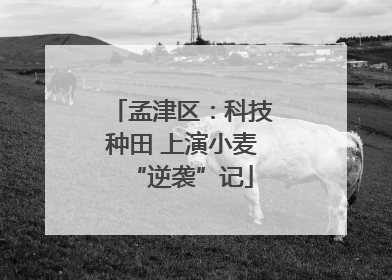 孟津区：科技种田 上演小麦“逆袭”记