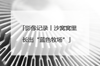 影像记录丨沙窝窝里长出“蓝色牧场”