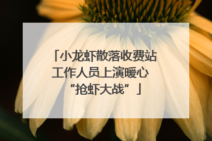 小龙虾散落收费站 工作人员上演暖心“抢虾大战”
