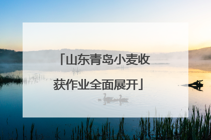 山东青岛小麦收获作业全面展开