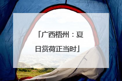 广西梧州：夏日赏荷正当时