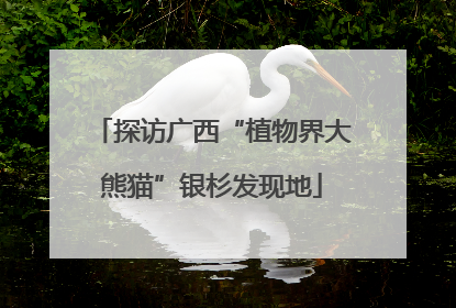 探访广西“植物界大熊猫”银杉发现地
