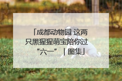 成都动物园 这两只黑猩猩萌宝陪你过“六一”｜图集