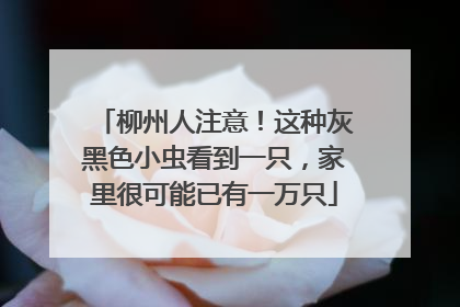 柳州人注意！这种灰黑色小虫看到一只，家里很可能已有一万只
