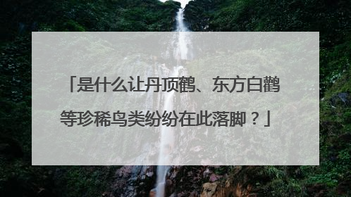 是什么让丹顶鹤、东方白鹳等珍稀鸟类纷纷在此落脚？