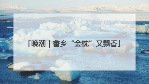 晚潮｜畲乡“金枕”又飘香