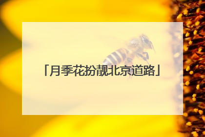 月季花扮靓北京道路