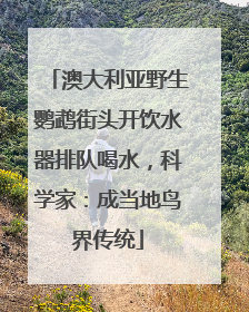 澳大利亚野生鹦鹉街头开饮水器排队喝水，科学家：成当地鸟界传统
