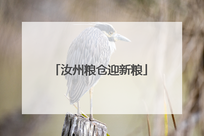 汝州粮仓迎新粮