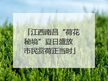 江西南昌“荷花秘境”夏日盛放 市民赏荷正当时