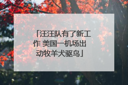 汪汪队有了新工作 美国一机场出动牧羊犬驱鸟