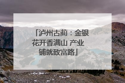 泸州古蔺：金银花开香满山 产业铺就致富路