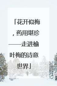 花开似梅，药用堪珍——走进榆叶梅的诗意世界