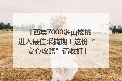 西集7000多亩樱桃进入最佳采摘期！这份“安心攻略”请收好