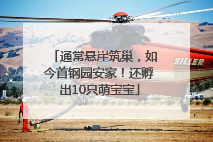 通常悬崖筑巢，如今首钢园安家！还孵出10只萌宝宝