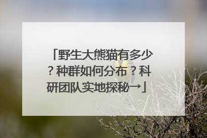 野生大熊猫有多少？种群如何分布？科研团队实地探秘→