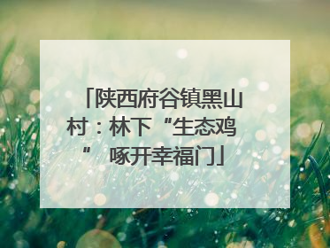 陕西府谷镇黑山村：林下“生态鸡” 啄开幸福门