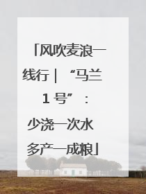 风吹麦浪一线行｜“马兰 1 号”：少浇一次水 多产一成粮