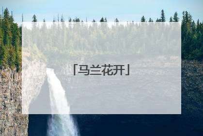 马兰花开
