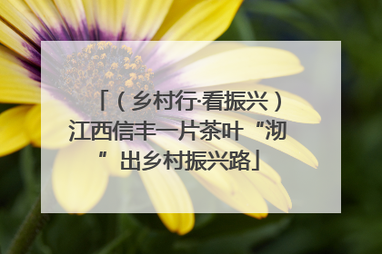 （乡村行·看振兴）江西信丰一片茶叶“沏”出乡村振兴路