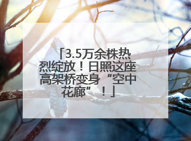 3.5万余株热烈绽放！日照这座高架桥变身“空中花廊”！